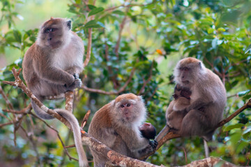 Monkey is sitting on a tree