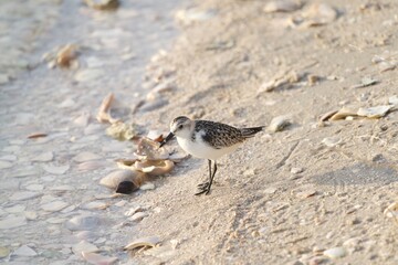Sandpiper at Sunset