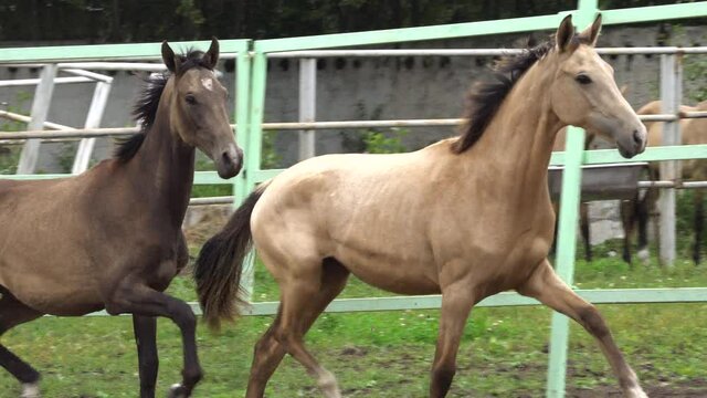 Gorgeous horses in a small clip together in paddock