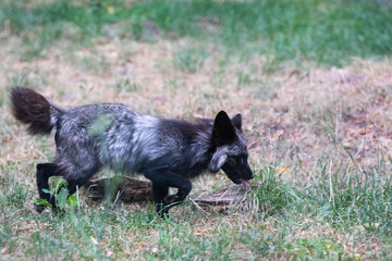 Fototapeta premium silver fox