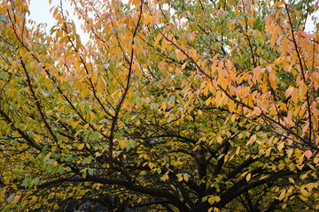 Fototapeta na wymiar Blattlandschaft eines japanischen Kirschbaums im Herbst