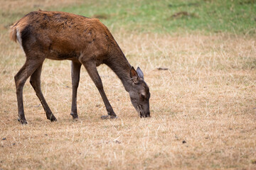 Red deer