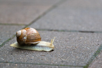 Roman snail