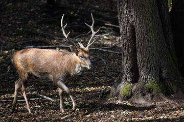 Sika deer