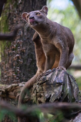 Fossa sitting on a log