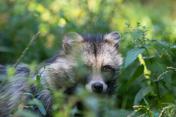 Raccoon dog