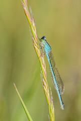 Scarce blue-tailed damselfly - Ischnura pumilio, beautiful dragonfly from European reeds, marshes and fresh waters, Flachsee, Switzerland.