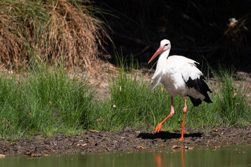 White stork