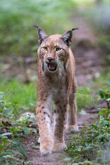 Lynx walking towards me
