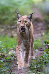 Obraz premium Lynx walking towards me