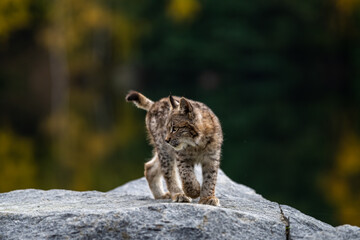 Obraz premium Lynx in green forest with tree trunk. Wildlife scene from nature. Playing Eurasian lynx, animal behaviour in habitat. Wild cat from Germany. Wild Bobcat between the trees