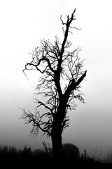 Black and white silhouette of a leafless, lonely tree