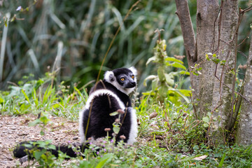 Black-and-white ruffed lemur