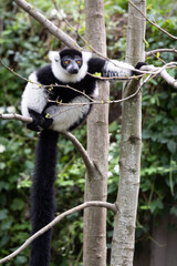 Black-and-white ruffed lemur in a tree