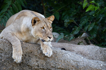 Lioness