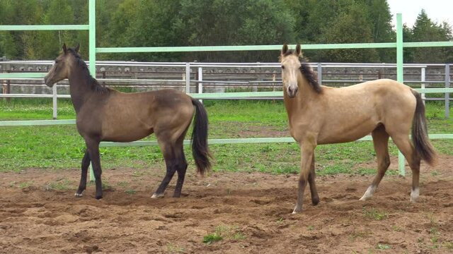 Young buckskin and dun akhal-teke horses walking in paddock