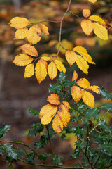 Beautiful Autumn Fall forest landscape with vivid warm Fall colours and variety of trees in woods