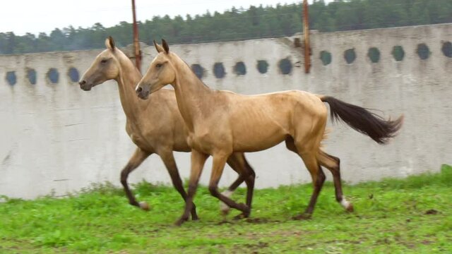 Akhal-teke colts running in pair in a slow-motion