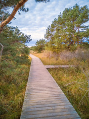 Holzbohlen Weggabelung im Naturschutzgebiet Nationalpark Vorpommersche Boddenlandschaft