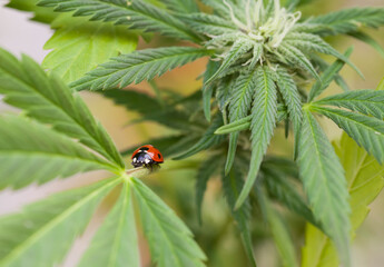 A Ladybird or Ladybug on a Cannabis plant,the marijuana is in flower. © Joe