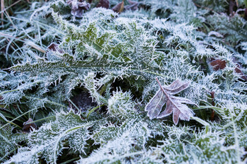 Frozen leaves on the ground in a cold morning of winter