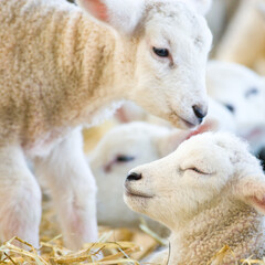 New born Lleyn lambs at lambing time, UK