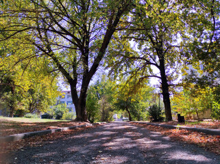 The alley in the park begins in the fall. Walk in the autumn park. Natural autumn background. Landscape in October. Indian summer.