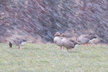 Greylag Goose on a snow storm