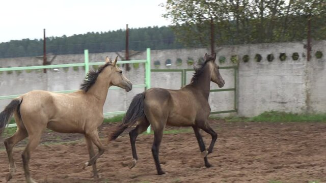 Two beautiful akhal-teke horses - dun and buckskin colours