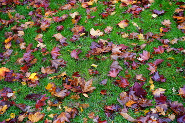 Bunte, feuchte Ahornblätter auf grüner Grasfläche im Herbst