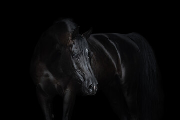 Fototapeta na wymiar Portrait of a beautiful black arabian horse with long mane on dark background isolated