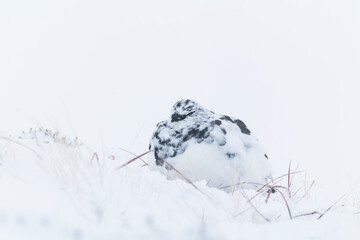 Rock Ptarmigan on snow. High key photography of white bird on snow