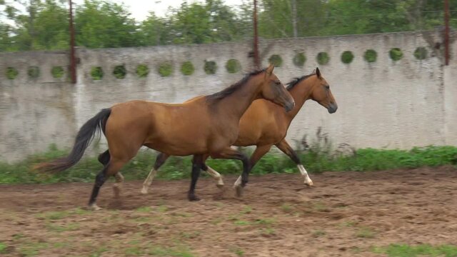 Akhal-teke mares run together in paddock, slow-motion