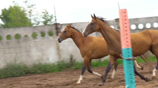 Bay akhal-teke horses on show-jumping field run together