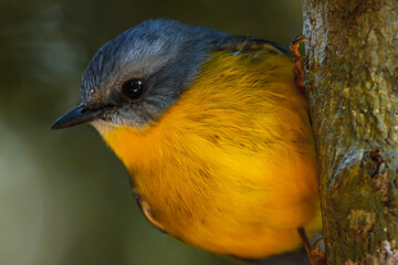 Western yellow robin Bird on a tree looking at camera