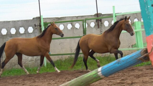 A couple of horses run together, slow-motion