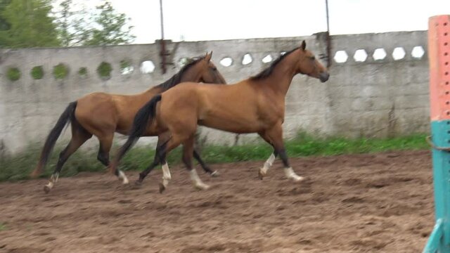 Bay purebred horses running together in paddock, slow-motion