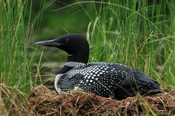 Loon sitting on its nest