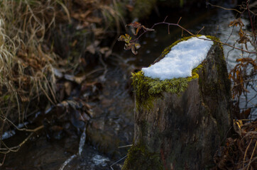 moss covered tree