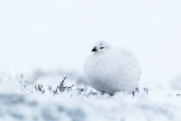 Rock Ptarmigan on snow. High key photography of white bird on snow