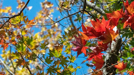 紅葉
