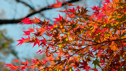 紅葉
