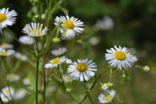 Beautiful white field daisies