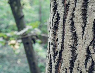 Bark tree close up in the forest.