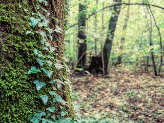 Green Ivy leaves and moss on the tree bark in the forest