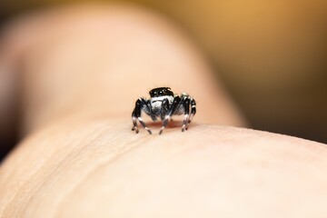 black & white jumping spider in hand