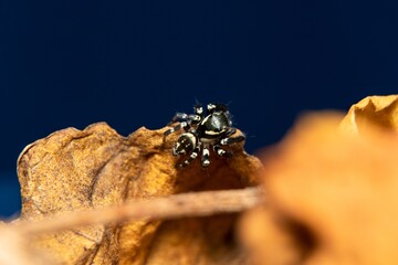 black & white jumping spider