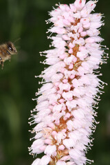 Honigbiene auf der Bluete des Wiesenknoeterich. Sie sammelt dort Nektar und Pollen Thueringen, Deutschland, Europa  -- 
Honey bee on the flower of the Knotweed. She collects nectar and pollen