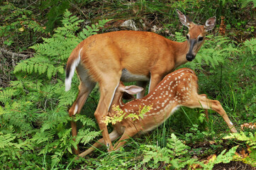 Naklejka na ściany i meble mother deer feeding her young