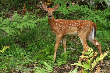 Naklejka na ściany i meble whitetail fawn deer in the forest